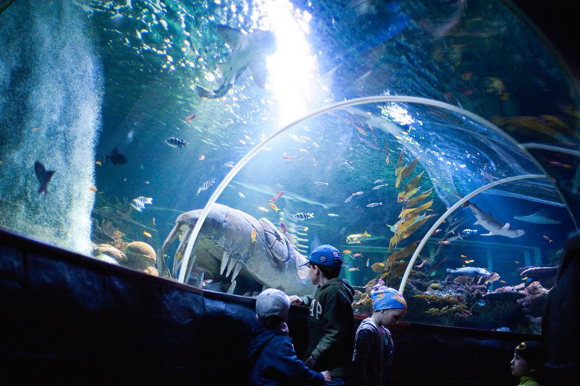 enjoy-the-helsinki-sea-life-aquarium-with-your-family-helsinki-blog