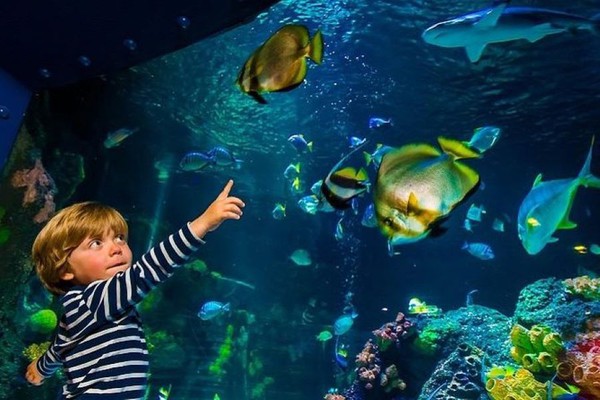 Enjoy the Helsinki SEA LIFE aquarium with your Family - Helsinki Blog