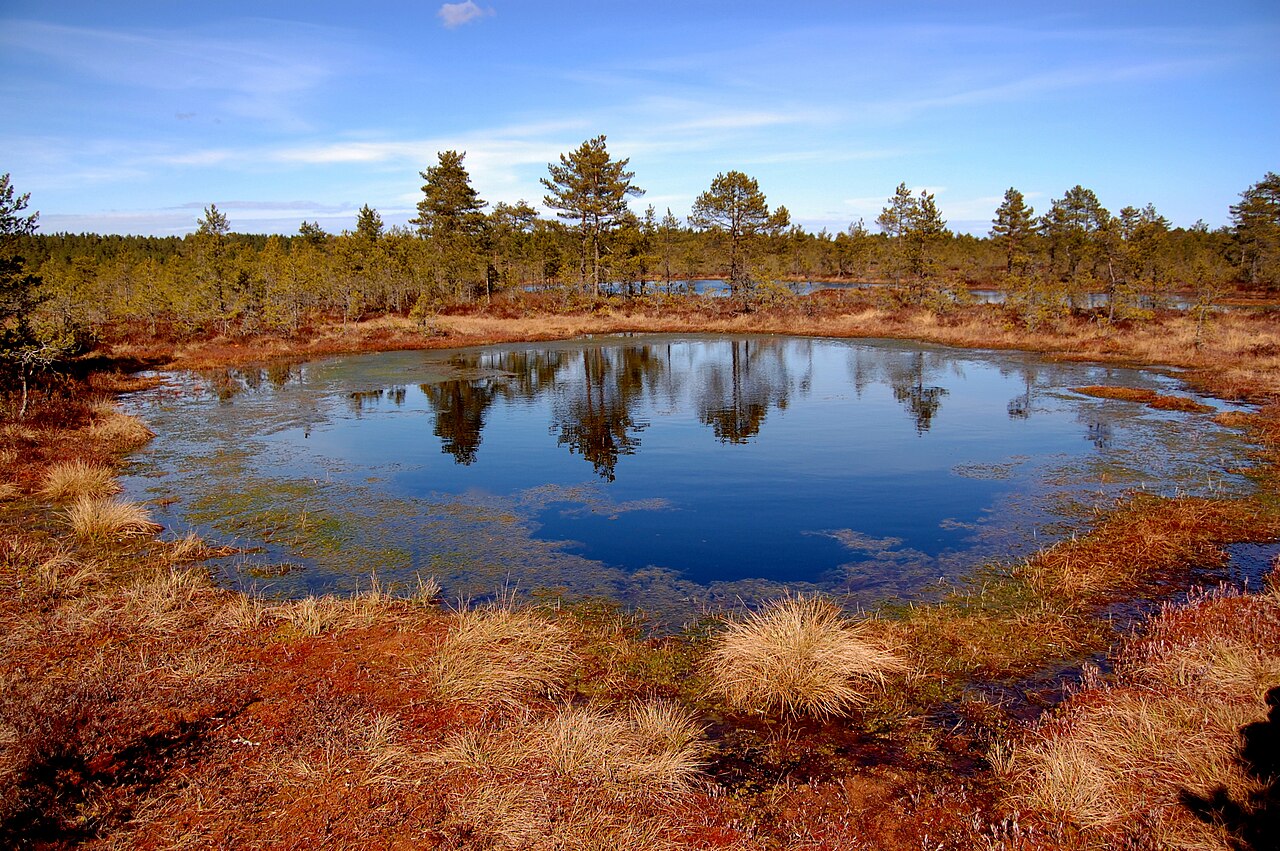 Viru Bog